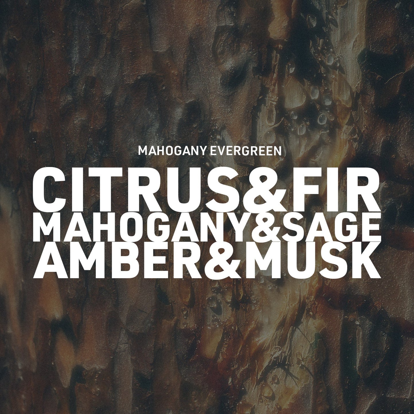 Mahogany Evergreen